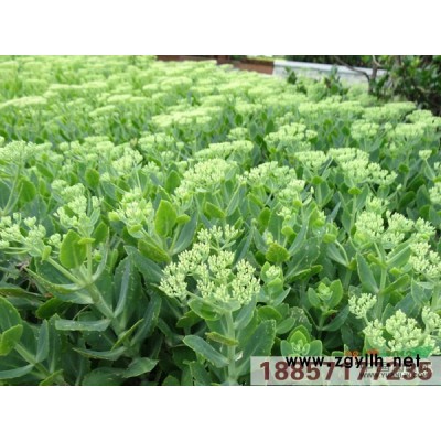 紙莎草*新價格/細葉莎草報價