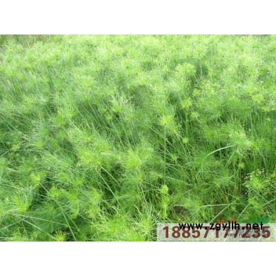 美國薄荷行情報價\美國薄荷圖片展示