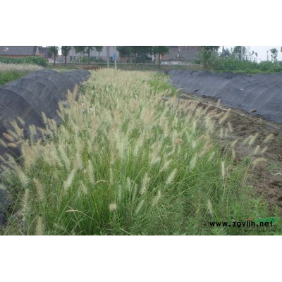 燈芯草供應(yīng)/燈芯草圖片