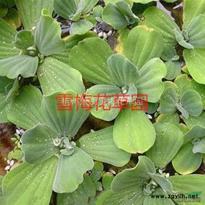 彩葉杞柳行情報(bào)價(jià)\彩葉杞柳圖片展示