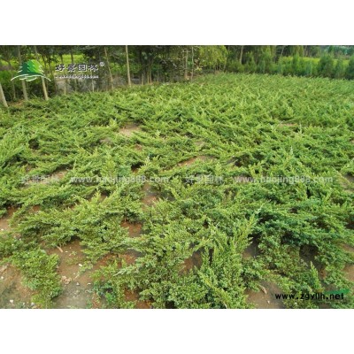 魚腥草價格_魚腥草圖片_魚腥草產(chǎn)地_魚腥草基地