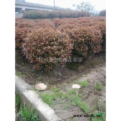 梭魚草 基地直銷60萬芽