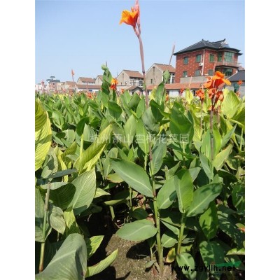 浙江青葉千鳥花信息