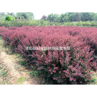 紅花雜醬草價(jià)格_紅花雜醬草圖片_紅花雜醬草綠化苗木苗圃基地