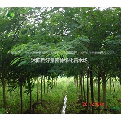 早園竹價格_早園竹圖片_早園竹產地_早園竹基地