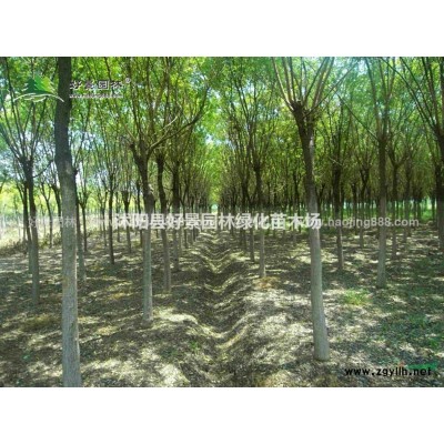 黃昌莆價格_黃昌莆圖片_黃昌莆產地_黃昌莆基地