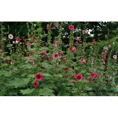 再力花蕭山苗圃直銷180萬芽