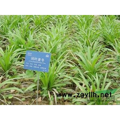 浙江花葉蘆竹*新報價/花葉蘆竹圖片