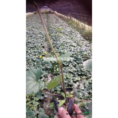 花葉薄荷行情報價\花葉薄荷圖片展示