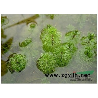 常春藤 批發(fā)