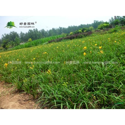 旱傘草價格_旱傘草圖片_旱傘草產(chǎn)地_旱傘草基地
