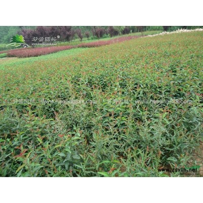 再力花價格_再力花圖片_再力花產(chǎn)地_再力花基地