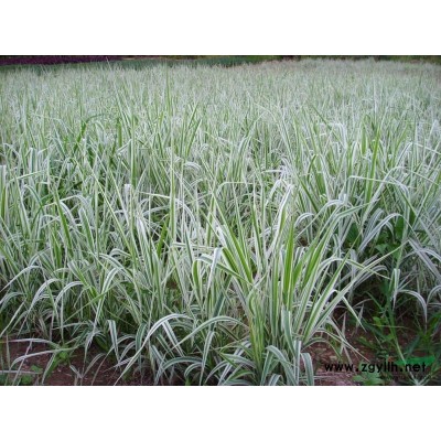 木芙蓉圖片\木芙蓉報價