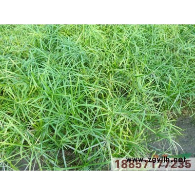 浙江火炬花*新報價/火炬花圖片