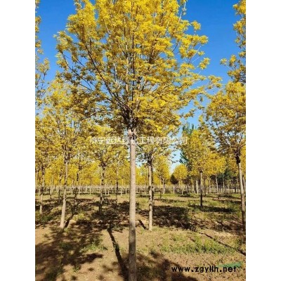 絲綿木（精品絲棉木）