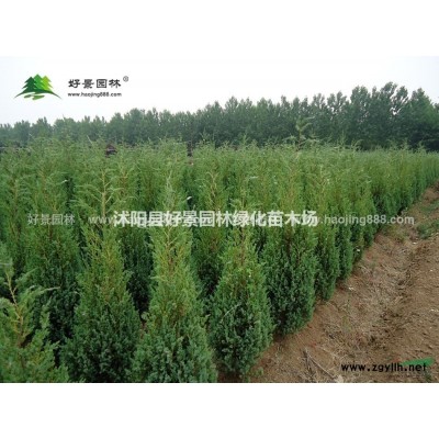 粉單竹價格_粉單竹圖片_粉單竹產(chǎn)地_粉單竹基地