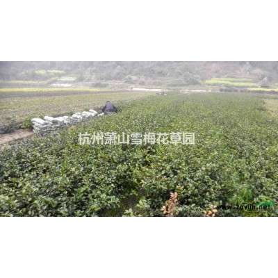 浙江天竺葵介紹