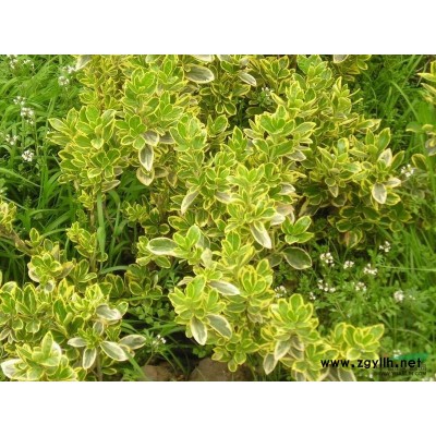 蒲葦圖片\蒲葦報價0.25