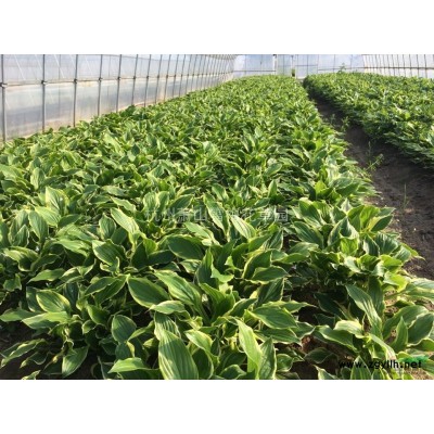 浙江金邊扶芳藤*新報價/金邊扶芳藤圖片