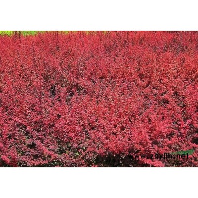 富貴草行情報(bào)價(jià)\富貴草圖片展示