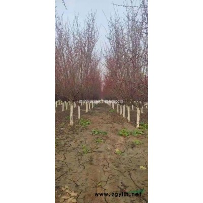 北美海棠（絢麗海棠）（亞當(dāng)海棠）（印第安魔力）