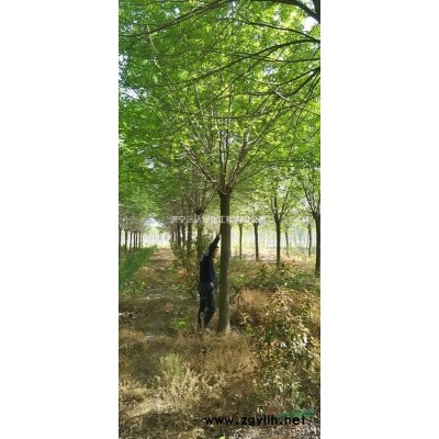 速生白蠟（白蠟）（精品白蠟）