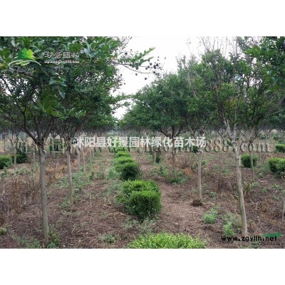 蘆葦價格_蘆葦圖片_蘆葦產(chǎn)地_蘆葦基地