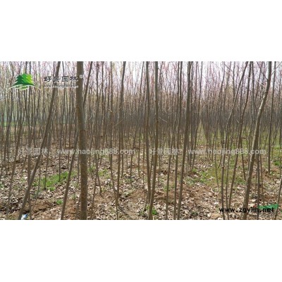 紅葉楊價格_紅葉楊基地_紅葉楊產地_紅葉楊綠化苗木苗圃基地