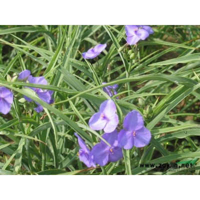 浙江三七景天信息