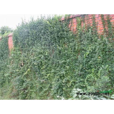 柳葉馬鞭草供應(yīng)/柳葉馬鞭草圖片