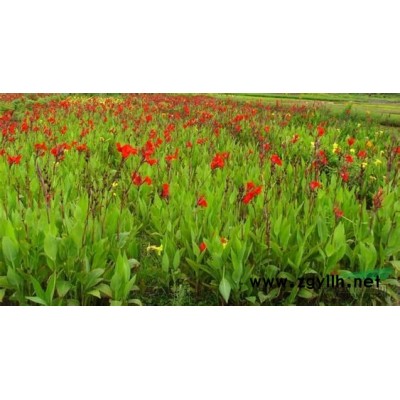 桔梗花報價/浙江桔梗花報價