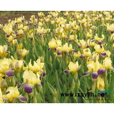 黑藻圖片\黑藻報(bào)價(jià)