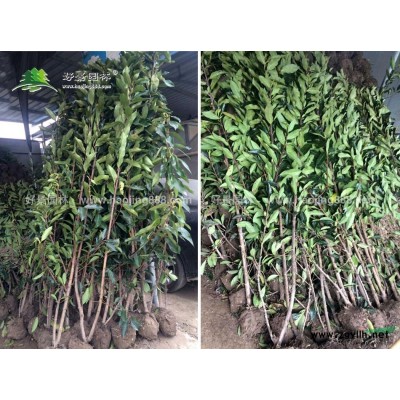 翠竹價格_翠竹圖片_翠竹產(chǎn)地_翠竹基地