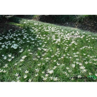 浙江叢生福祿考介紹
