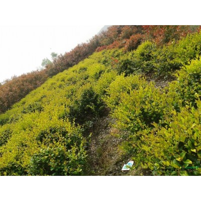 八寶景天報價/浙江八寶景天報價