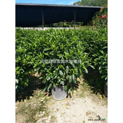 大小規(guī)格小葉欖仁基地 量大從優(yōu)
