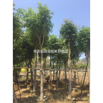 優質特價金桂 桂花產地直銷