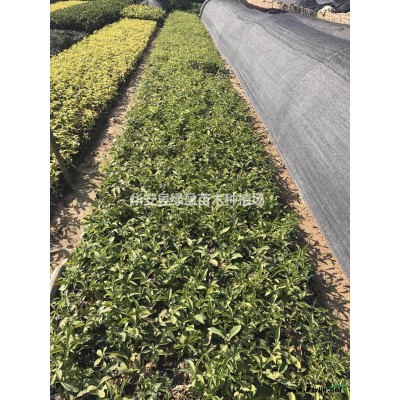 福建黃金寶樹 新高度2米  批發/供應