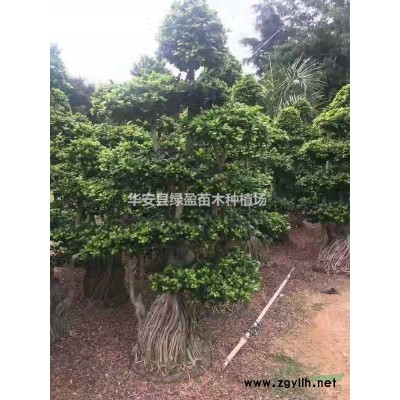 優質特價黃金寶樹產地直銷 量大從優