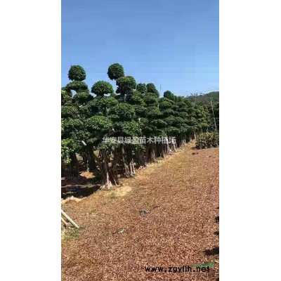 福建供應(yīng)黃金寶樹規(guī)格*