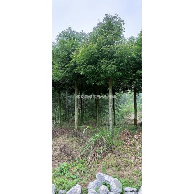 優質特價琴葉榕產地直銷