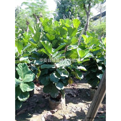 福建供應木棉規格*