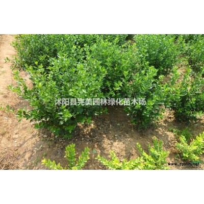 供應(yīng)百日紅_紅花紫薇
