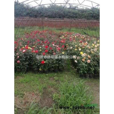 月季花價格_月季花圖片_月季花產地_月季花綠化苗木苗圃基地