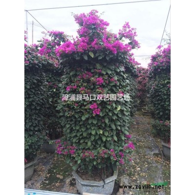 霸王棕2供應/霸王棕2圖片