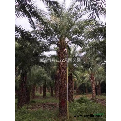 榕樹樁景，基地一手貨源直銷