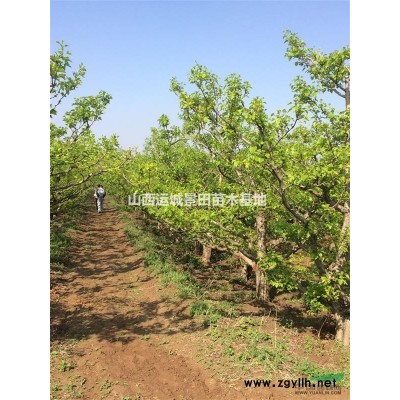 緊急油松高度2.5米落地冠價格·急售高度2.5米占地油松價格
