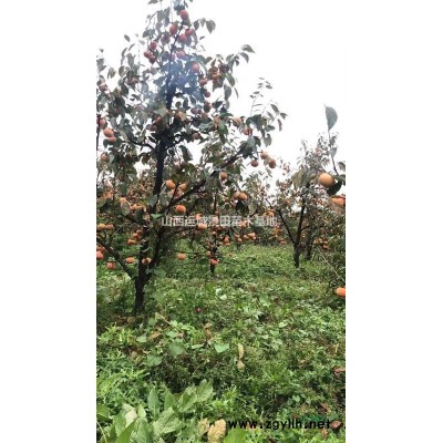 3公分占地山桃價格·5公分占地山桃樹價格·占地4公分山桃價格