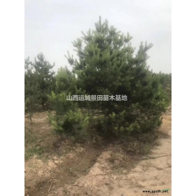 11公分山楂樹·11公分山楂樹供應11公分山楂樹價格圖片產地