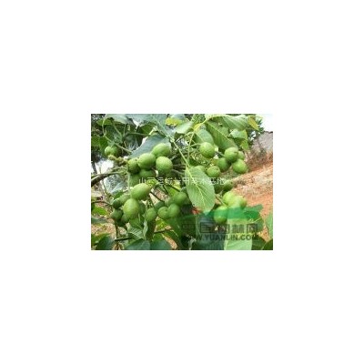 山西柿子樹·山西原生柿子樹·20-50公分柿子樹價格詳情供應